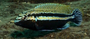 Melanochromis auratus 'Mitande Reef'